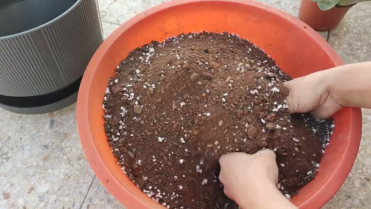 💗💗Şok 'tan Kalonsoe çiçeği aldım 💗💗 Saksı değişimi nasıl yapılır ?toprak karışımında neler var?