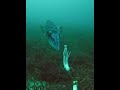 Cuttlefish attack, drifting across Ribbonweed beds...#oceanlife #bunbury #gopro #seavu ##nowindfarm