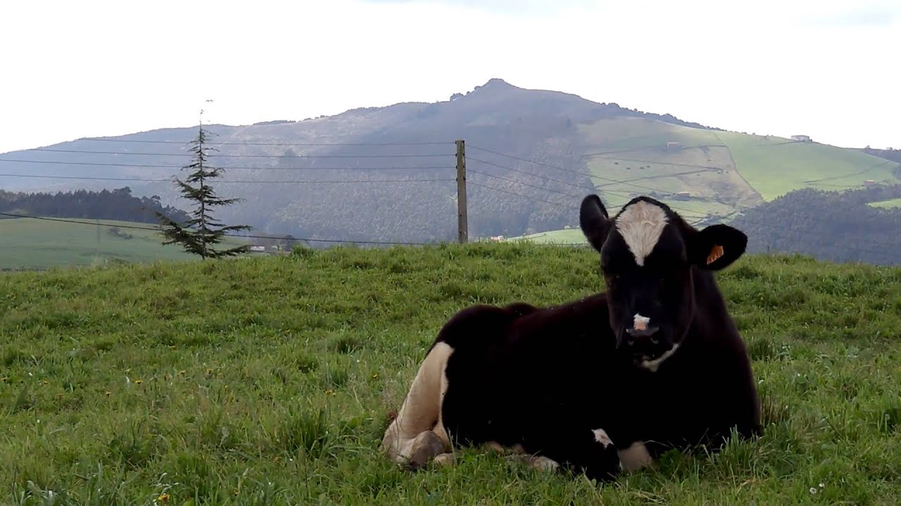 Vaca Tranquila en Dia de Viento en Sierrapando-Torrelavega-(Cantabria) 2012