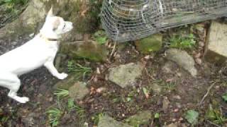 best way to train a squirrel dog