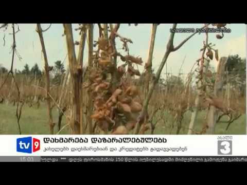 ახალი 3 | დახმარება დაზარალებულებს | 20.07