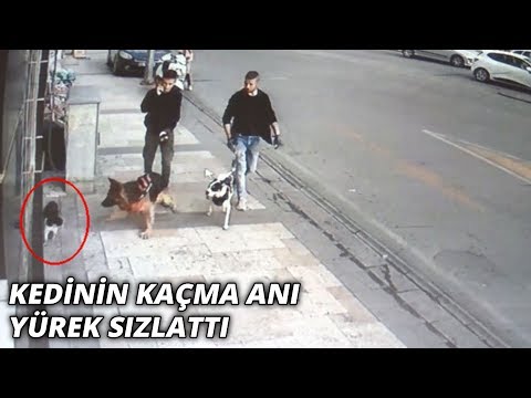 Köpeğin kediye saldırısı kameraya böyle yansıdı