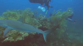 St Kitts Reef Sharks Gh010933