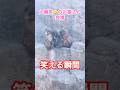大爆笑🤣のお猿さん登場🐵笑える瞬間