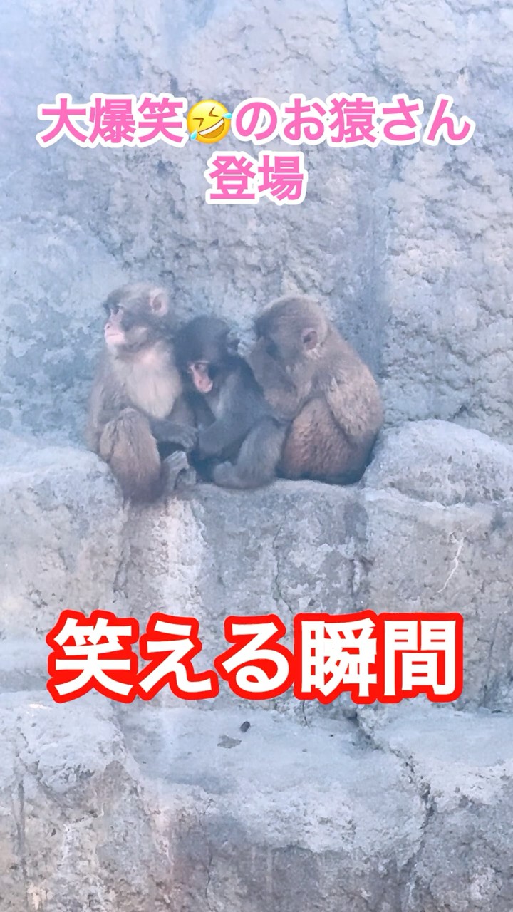 大爆笑🤣のお猿さん登場🐵笑える瞬間 - YouTube