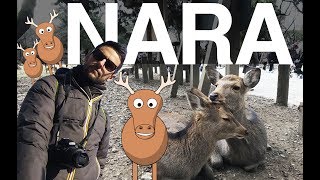 I CERVI DI NARA! Viaggio in Giappone Vlog ita