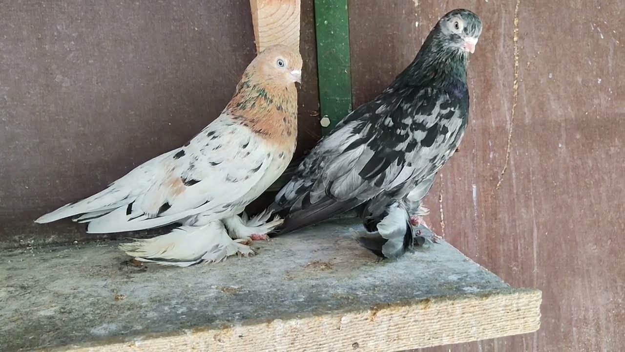 Бойние голуби. Немножко о генетики. 09.05.22 Грузия. Тбилиси