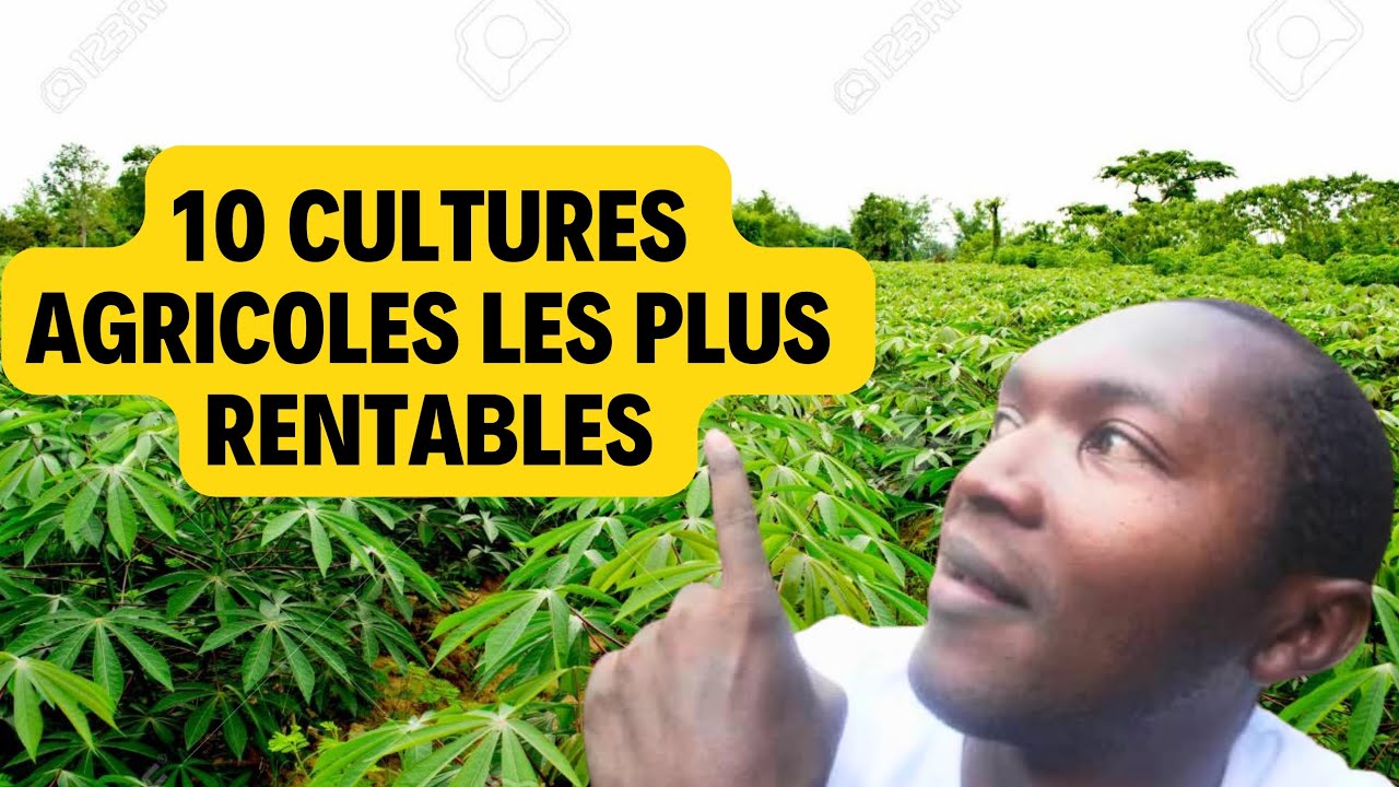 Top 10 des meilleures CULTURES agricoles les plus RENTABLES dans l'agrobusiness en Afrique.