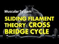 Sliding Filament Theory - Cross Bridge Cycle | Muscular System 12 | Anatomy &amp; Physiology