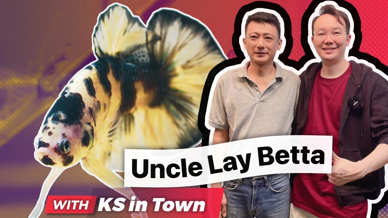 EP40: တစ်သောင်းမကျော်တဲ့စျေးနဲ့ကွာလတီရှယ်မိုက်တဲ့ Bettaအလှမွေးငါးဆိုင်[Uncle Lay Fish & Accessories]
