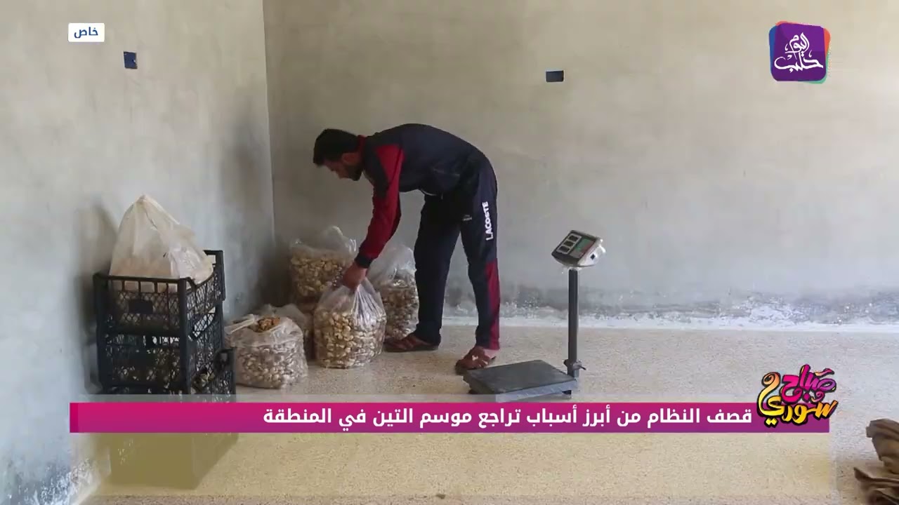 موسم قطاف التين في جبل الزاوية