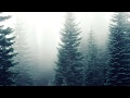 Woolookologie - Forest