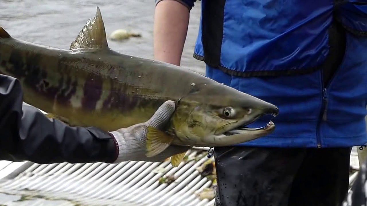 Return Of The Salmon, Maple Ridge [stabilized] - YouTube