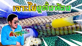 เทคนิคเพาะงู ปัญหาไข่ค้าง เบ่งไข่ไม่ออก ฟักไข่งู ศรีบุญชูฟาร์ม พะเยา snake culture techniques.