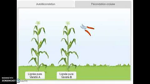 Quelles sont les plantes autogames ?