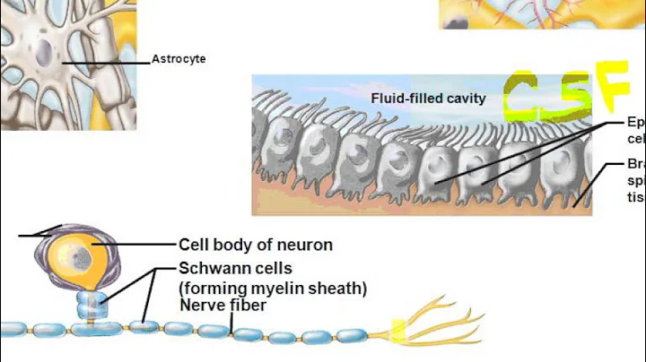 A&PI Chapter 11 Nervous Tissues =  terminology