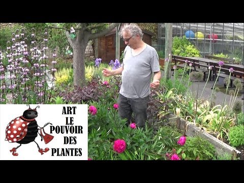 Vidéo: Quand planter le phoque des salomon ?