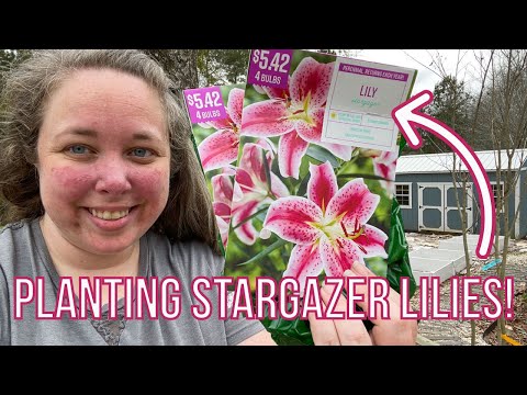 Planting Stargazer Lily Bulbs (Zone 8b)