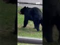 Asheville bears and a trampoline