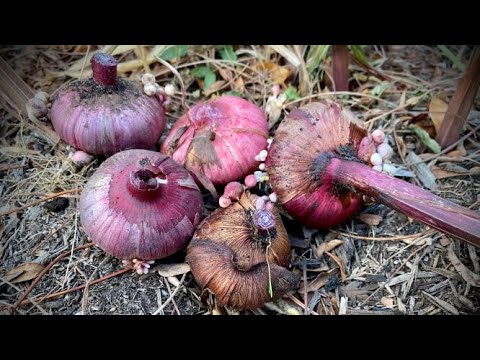 Video: Gladiolus Vinterpleje - Sådan plejes Gladiola-løg om vinteren