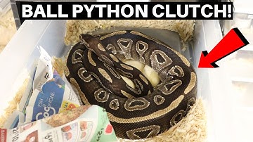 Coral Glow Mojave Ball Python Clutch! Ball Python Clutch #2 of 2020! - Benjamin