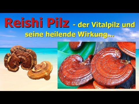 Video: Seien Sie Ein Pilz Und Lernen Sie Ihre Heilpilze Kennen