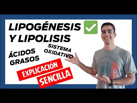 Vídeo: Diferencia Entre Lipólisis Y Lipogénesis