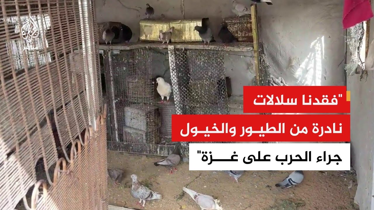 مربو الطيور في غزة يشتكون من نقص الأعلاف وأدوية الحيوانات بسبب ظروف الحرب