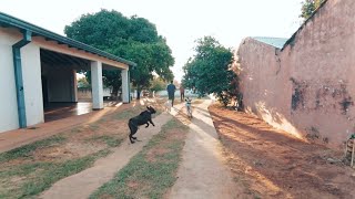 Nuestra guardería y hotel para perros. by CANES py 868 views 1 year ago 3 minutes, 12 seconds