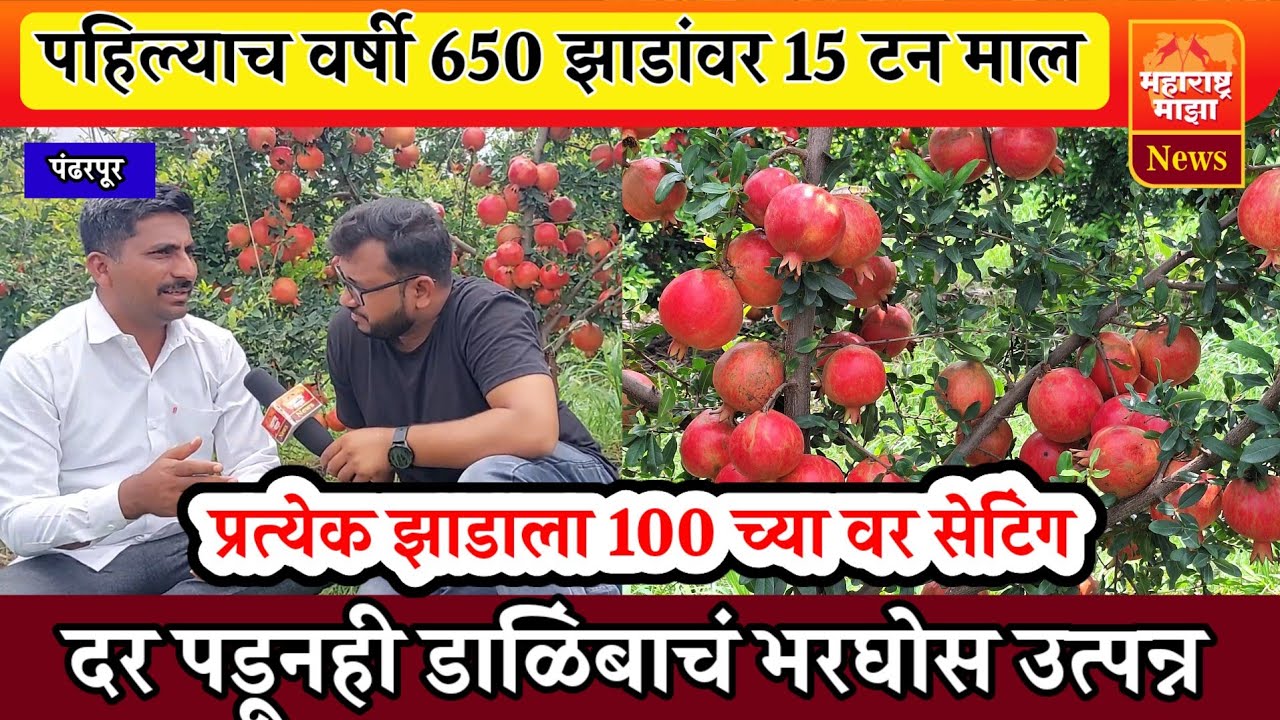 ♦️डाळिंब शेती | 650 झाडं,15 टन माल, दर पडूनही पहिल्याच वर्षी 12 लाखाचं उत्त्पन्न👍