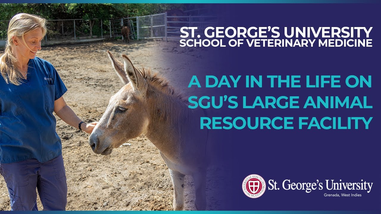 How Long Is Vet School? Training for Veterinary School | SGU