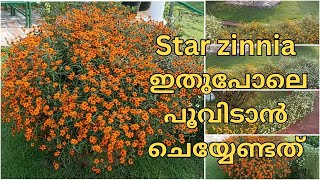 സ്റ്റാർ സീനിയ നിറയെ പൂവിടാൻ / Star zinnia complete care / Malayalam reghasdiary