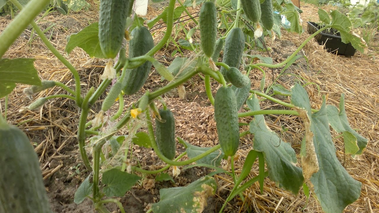 Посадка огурцов в теплицу. Подготовка почвы.|Planting cucumbers in the greenhouse. Soil preparation.