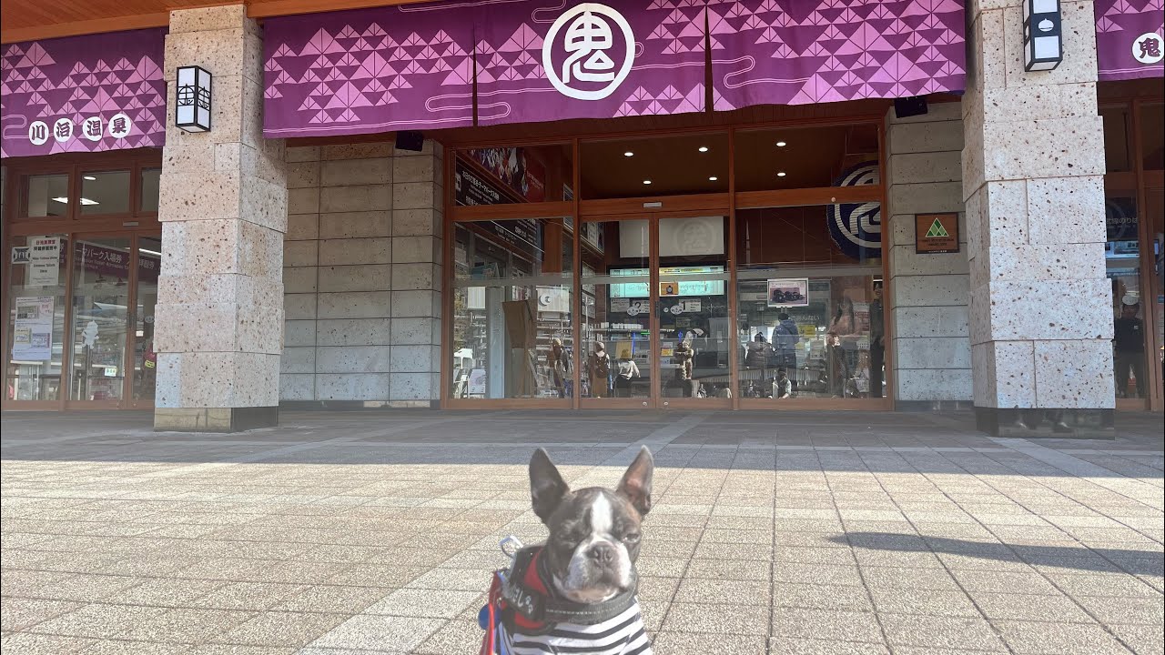 むさし　鬼怒川温泉駅を観光/ボストンテリア