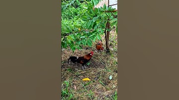 ae hợp giọng ib🐓 #thứcgàrừng86 #gàrừngtaitrắng #gàrừngrặc