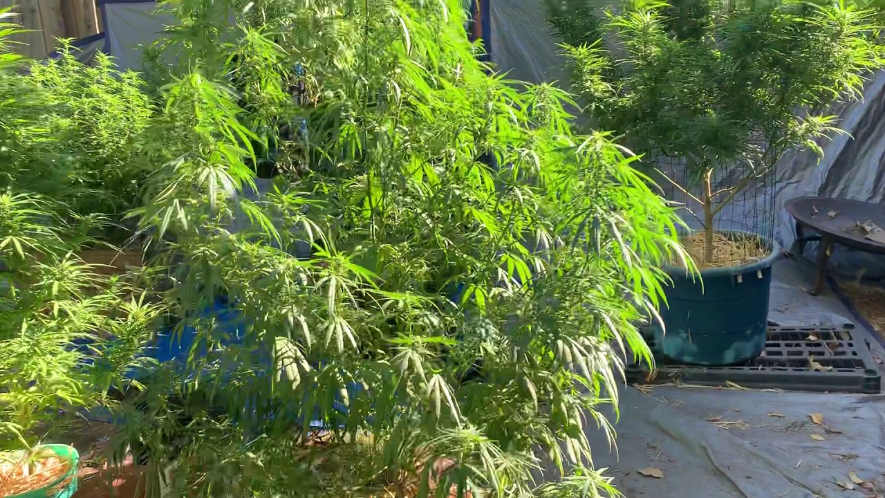 2019 Outdoor Grow 🤭😬 The Cut Down 😬😵