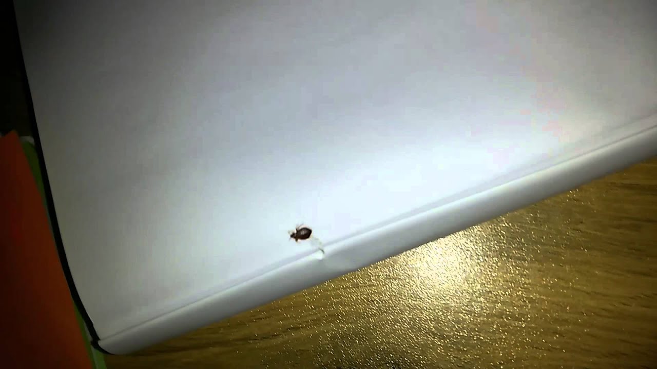 Alive Bed bug YouTube