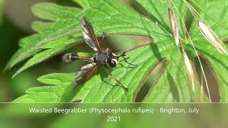 Waisted Beegrabber (Physocephala rufipes) - Brighton, July 2021 This is a truly interesting character in terms of both its looks & its life cycle.

Despite its wasp or nomad bee-like appearance, the single pair of wings, the bulbous eyes and shot antennae mark this out as an extraordinary looking fly. 

It belongs to the family Conopidae, in the genus Physocephala & gets its name from the very obvious thin 'waist'.

Conopidae are endoparasitoid of Bumble bees, which mean they develop inside the body of, and eventually kill their host.

This specimen is the smaller (7-15mm) of the two Physocephala to be found in the UK. The other, without the red marking on the abdomen, but with reddish antennae is  P. nigra (14-20mm).

Fairly common in the southern half of the UK & Wales between June & October, but very easy to overlook, this beegrabber is most likely to be found where Bumblebees congregate, such as my garden, where the beegrabber might bask on foliage or feed on flowers such as thistles, knapweeds, ragworts & Hemp-agrimony, 

Catching a victim in mid-air, or when at rest