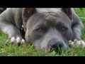 Mind Changing Kennels American Bandogs