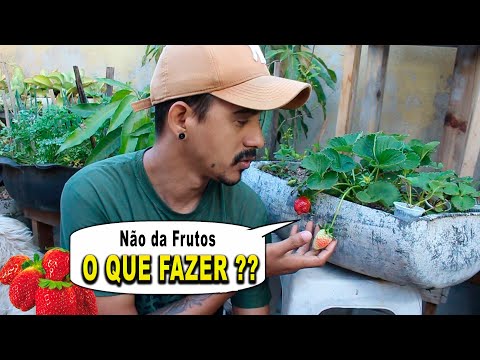 Vídeo: Como Cuidar Adequadamente Dos Morangos