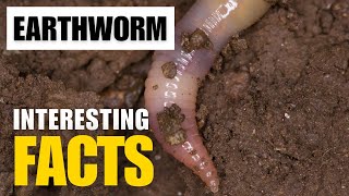 What Are the Most Interesting Facts About Earthworm?  | Interesting Facts | The Beast World