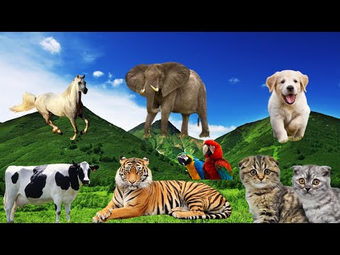 Pets and Wild animal sounds - Horse, Dog. Cow. Cat, Tiger, Lion, Elephant