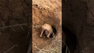 Тянем 🦊 за хвост