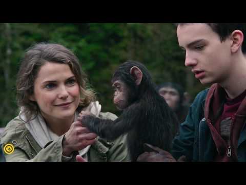 Videó: A Majmok Is Emberek. - Alternatív Nézet