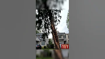 Rotten Tree Collapses In Neighborhood Tree YesEpicYes Aborist 