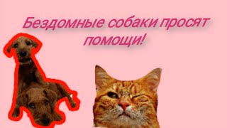 Бездомные собаки просят о помощи! (Amur cat) говорящий кот