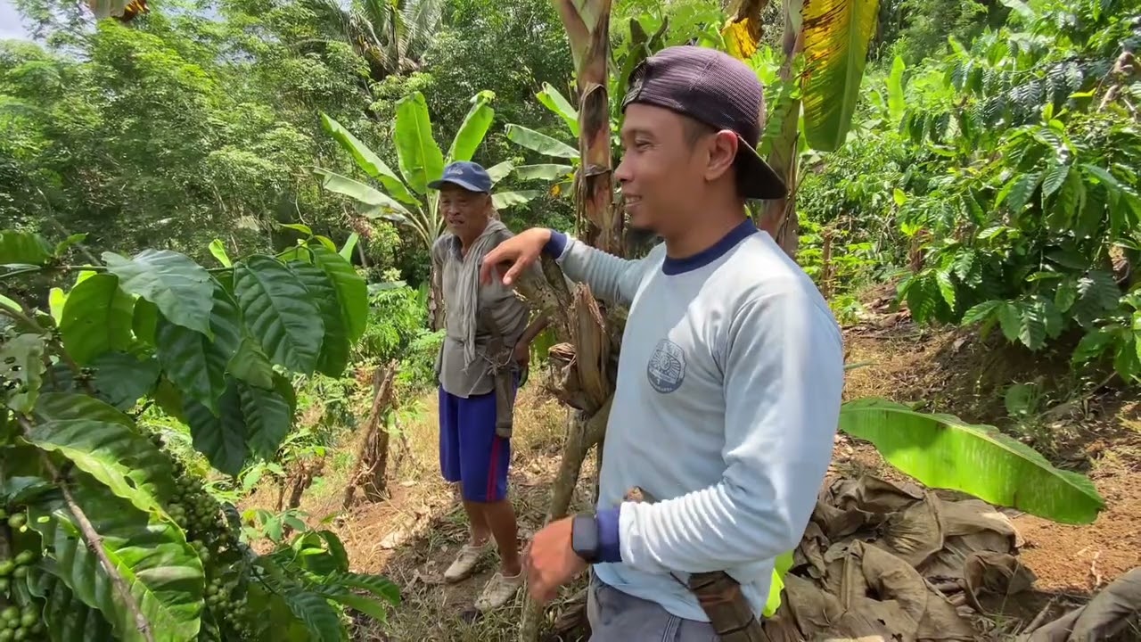 Kebun kopi Bapak Abdul |”2”| mengeluhkan butuhnya pembimbing pertanian kopi.