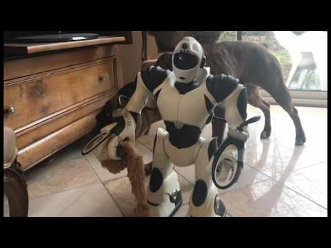 Chien VS Robot