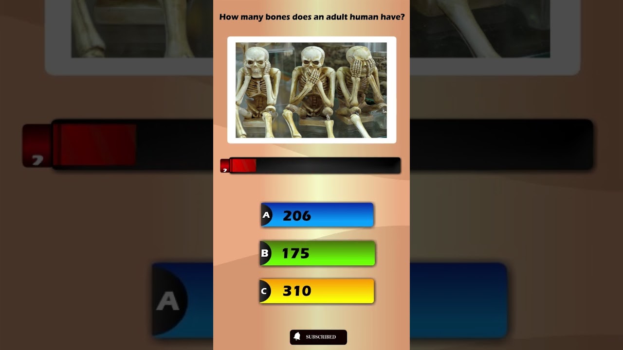 human skeleton | picture of human skeleton