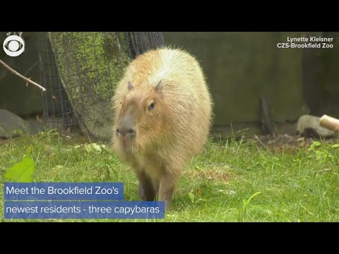 World's largest rodents at Houston Zoo